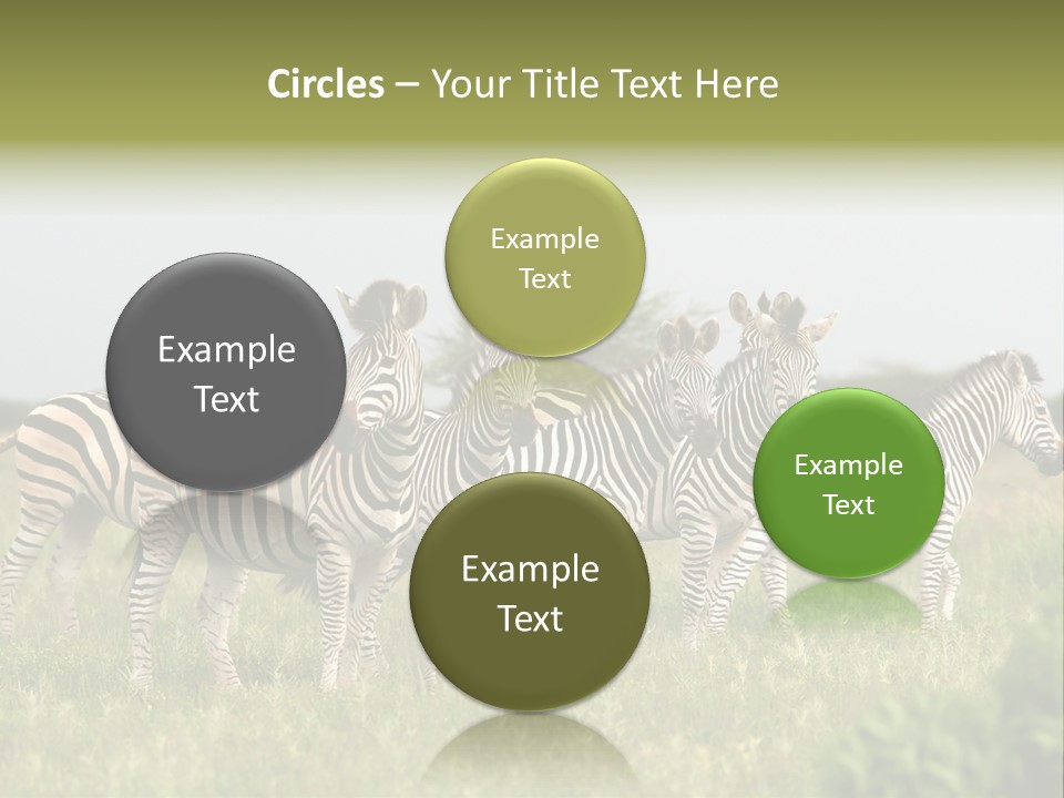 Herd Of Burchell's Zebras Looking At Camera. Nxai Pans National Park. Botswana. Africa PowerPoint Template