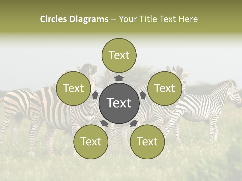 Herd Of Burchell's Zebras Looking At Camera. Nxai Pans National Park. Botswana. Africa PowerPoint Template