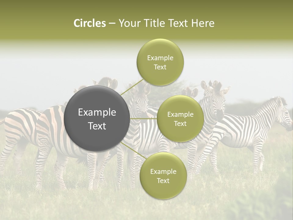 Herd Of Burchell's Zebras Looking At Camera. Nxai Pans National Park. Botswana. Africa PowerPoint Template