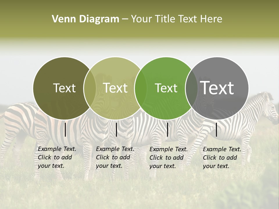 Herd Of Burchell's Zebras Looking At Camera. Nxai Pans National Park. Botswana. Africa PowerPoint Template