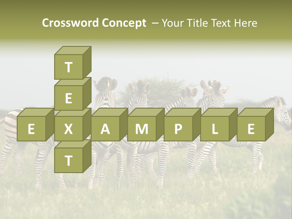 Herd Of Burchell's Zebras Looking At Camera. Nxai Pans National Park. Botswana. Africa PowerPoint Template