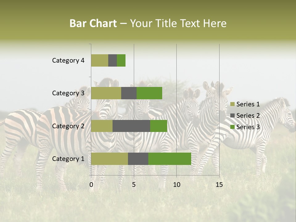 Herd Of Burchell's Zebras Looking At Camera. Nxai Pans National Park. Botswana. Africa PowerPoint Template