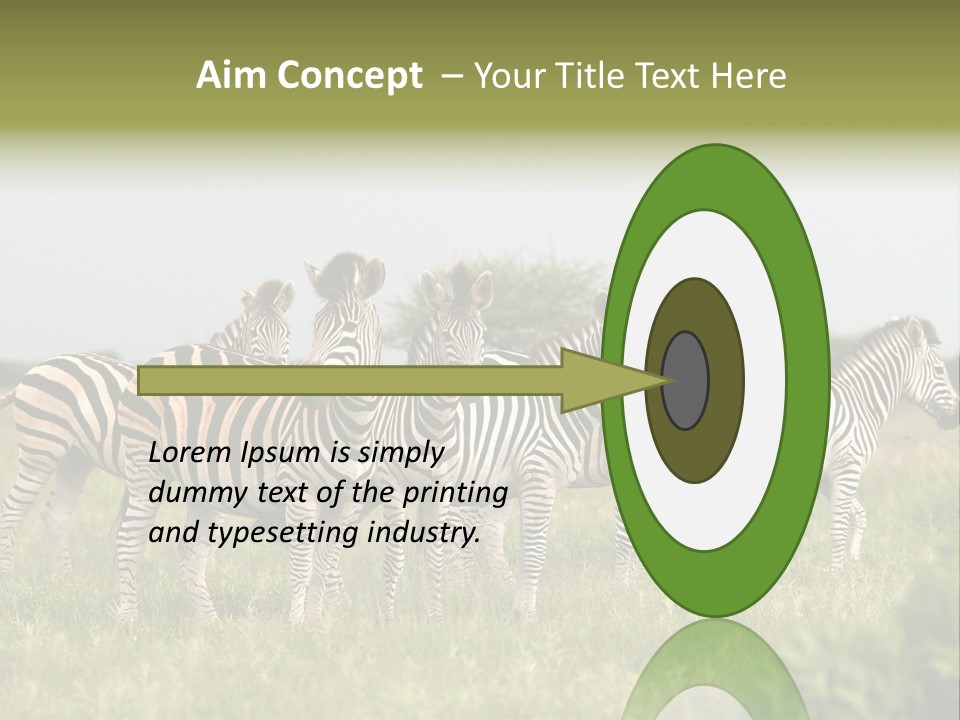 Herd Of Burchell's Zebras Looking At Camera. Nxai Pans National Park. Botswana. Africa PowerPoint Template