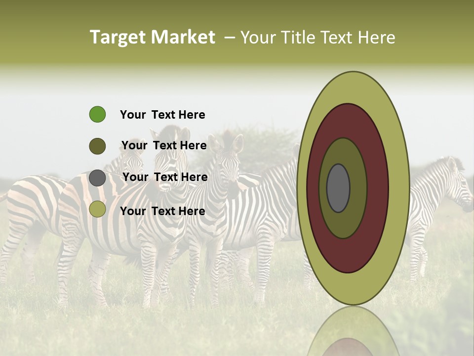 Herd Of Burchell's Zebras Looking At Camera. Nxai Pans National Park. Botswana. Africa PowerPoint Template