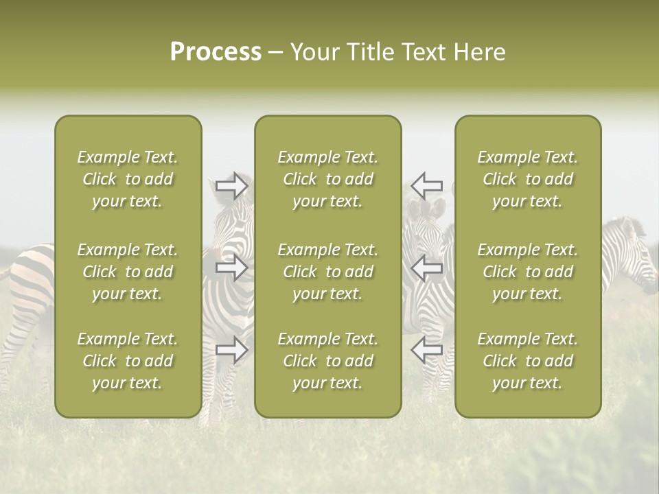 Herd Of Burchell's Zebras Looking At Camera. Nxai Pans National Park. Botswana. Africa PowerPoint Template