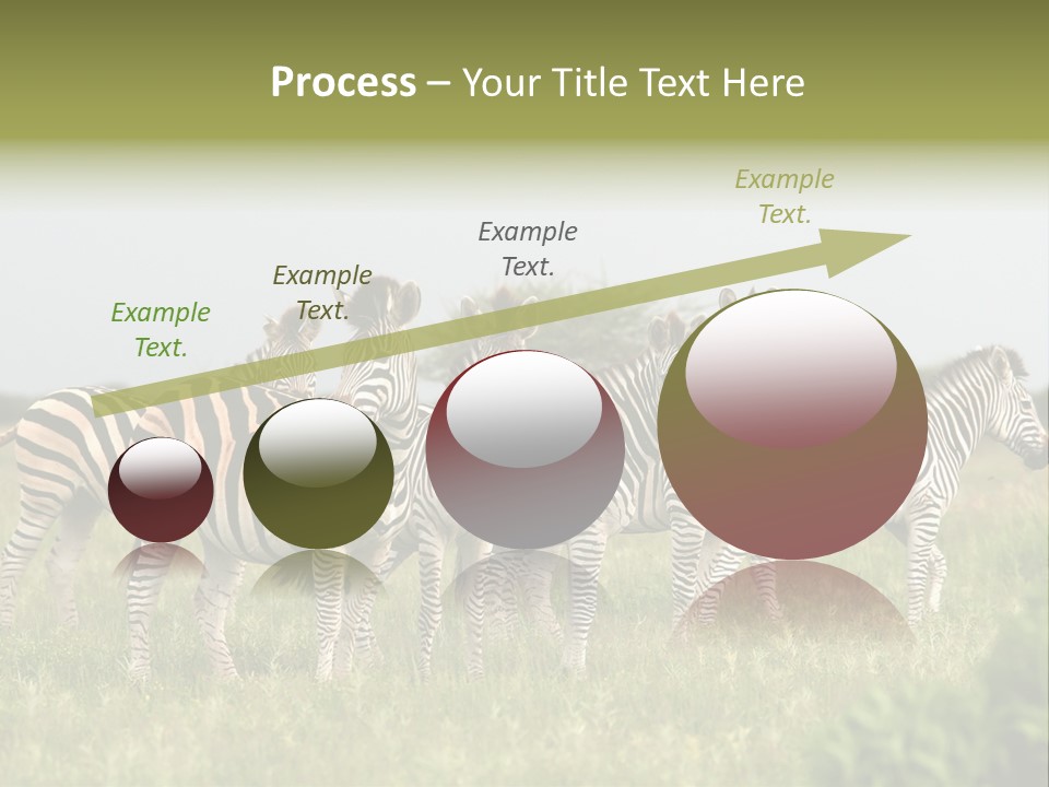 Herd Of Burchell's Zebras Looking At Camera. Nxai Pans National Park. Botswana. Africa PowerPoint Template