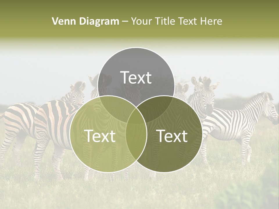 Herd Of Burchell's Zebras Looking At Camera. Nxai Pans National Park. Botswana. Africa PowerPoint Template