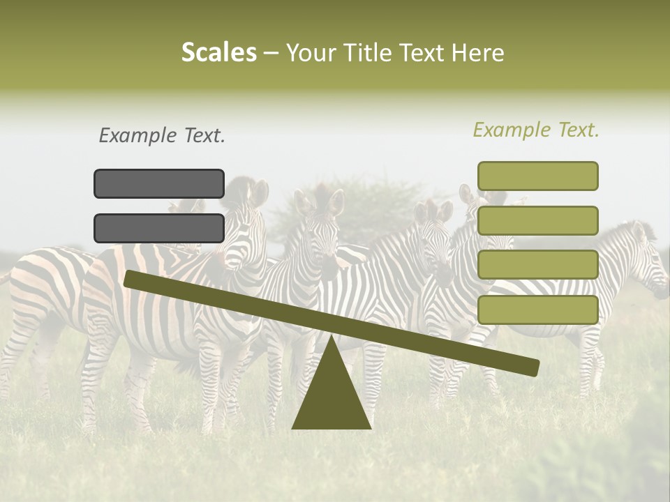 Herd Of Burchell's Zebras Looking At Camera. Nxai Pans National Park. Botswana. Africa PowerPoint Template