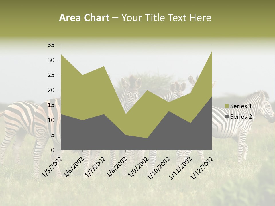 Herd Of Burchell's Zebras Looking At Camera. Nxai Pans National Park. Botswana. Africa PowerPoint Template