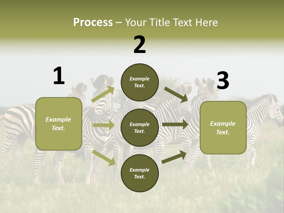 Herd Of Burchell's Zebras Looking At Camera. Nxai Pans National Park. Botswana. Africa PowerPoint Template