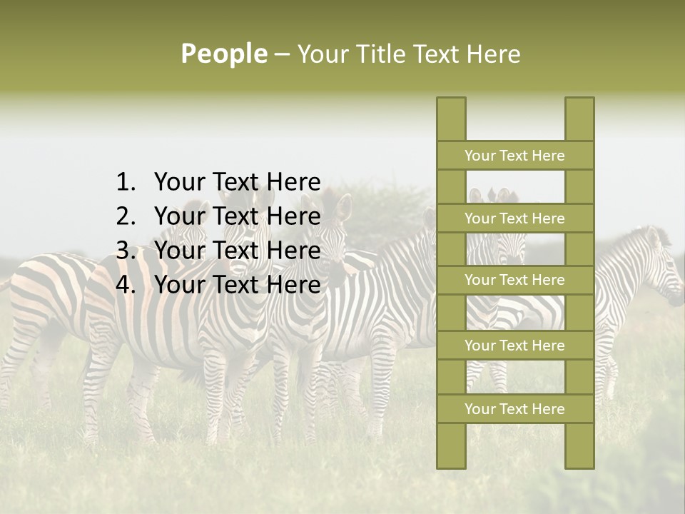 Herd Of Burchell's Zebras Looking At Camera. Nxai Pans National Park. Botswana. Africa PowerPoint Template