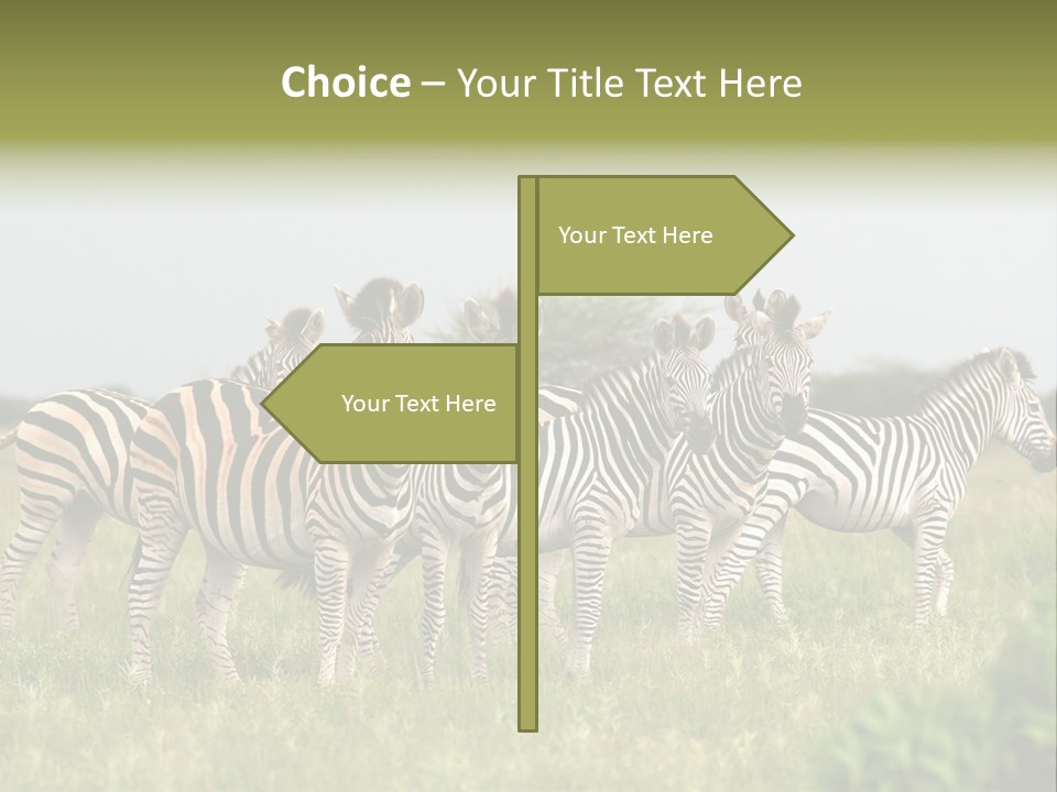 Herd Of Burchell's Zebras Looking At Camera. Nxai Pans National Park. Botswana. Africa PowerPoint Template