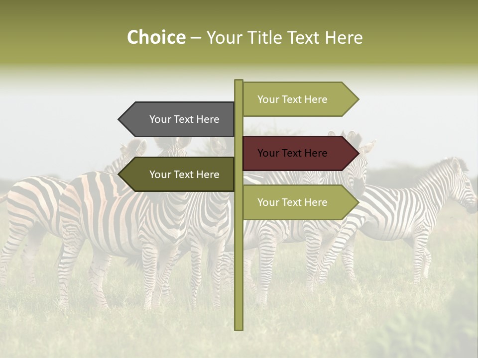 Herd Of Burchell's Zebras Looking At Camera. Nxai Pans National Park. Botswana. Africa PowerPoint Template