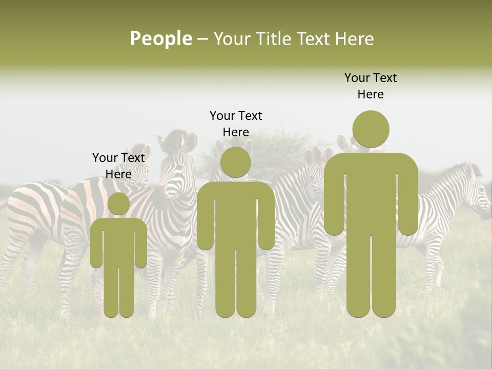 Herd Of Burchell's Zebras Looking At Camera. Nxai Pans National Park. Botswana. Africa PowerPoint Template