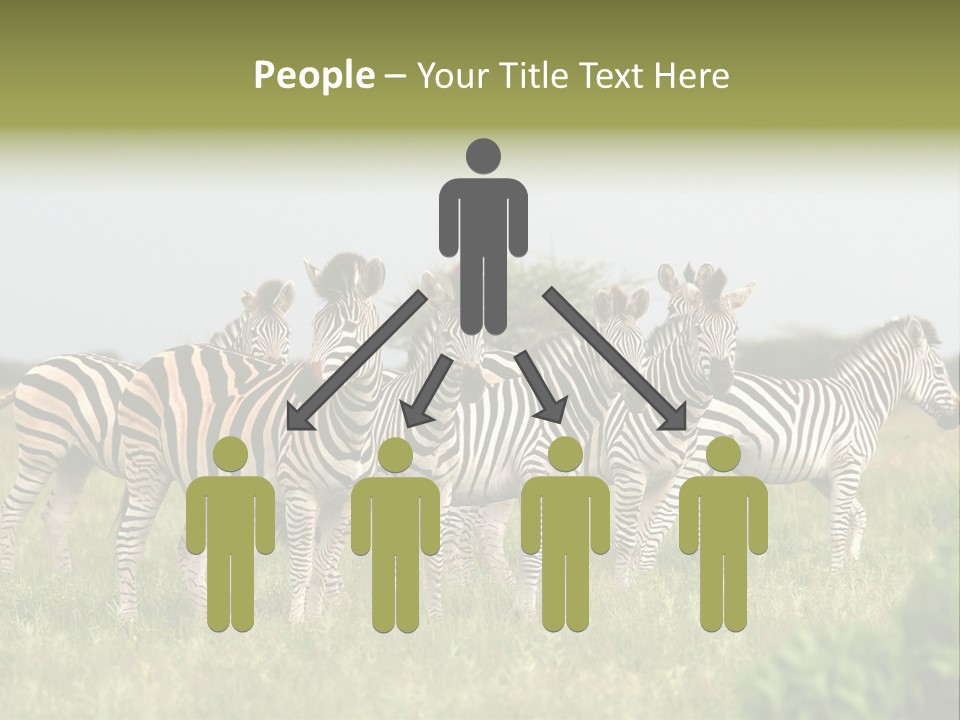 Herd Of Burchell's Zebras Looking At Camera. Nxai Pans National Park. Botswana. Africa PowerPoint Template