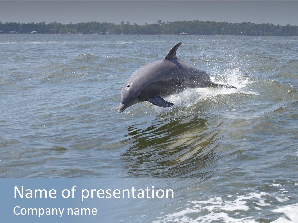 A Dolphin Jumping Out Of The Water On The Alabama Gulf Coast. PowerPoint Template