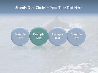 A Dolphin Jumping Out Of The Water On The Alabama Gulf Coast. PowerPoint Template