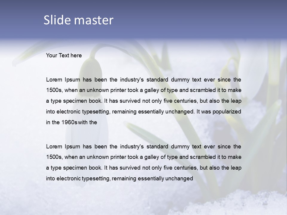 The First Snowdrops Among Thawing Snow PowerPoint Template