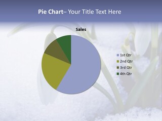 The First Snowdrops Among Thawing Snow PowerPoint Template