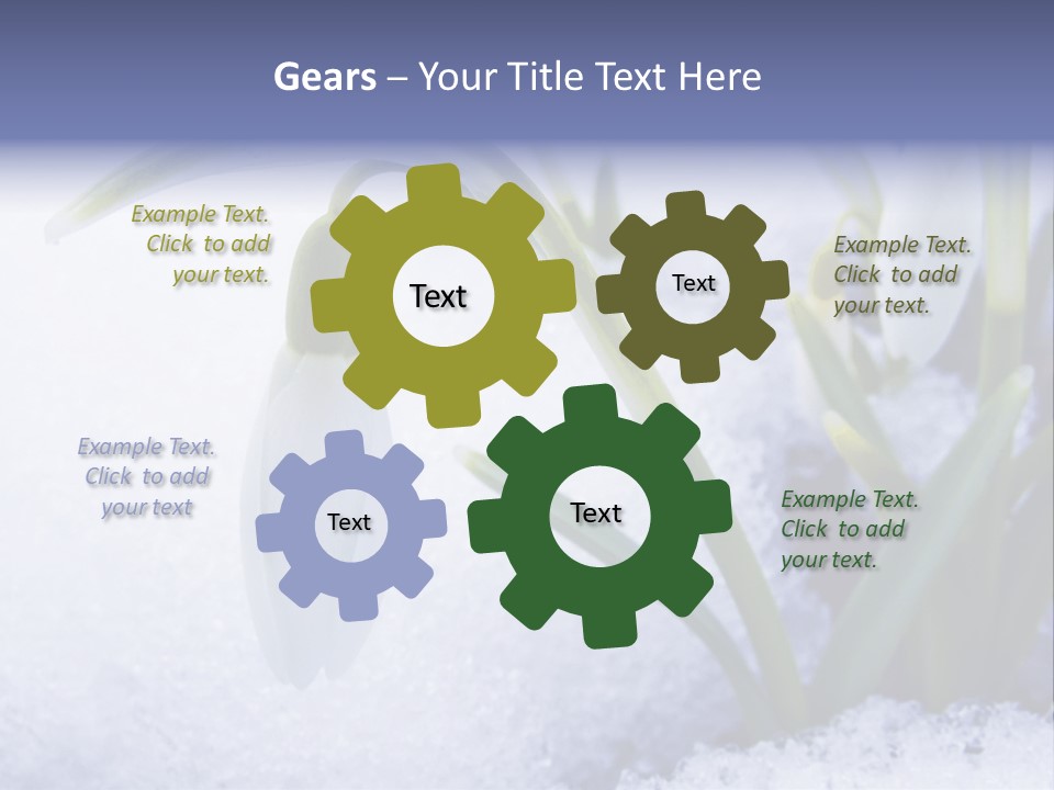 The First Snowdrops Among Thawing Snow PowerPoint Template