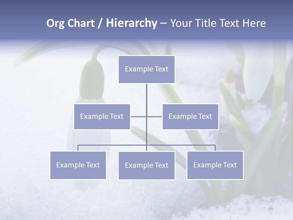 The First Snowdrops Among Thawing Snow PowerPoint Template