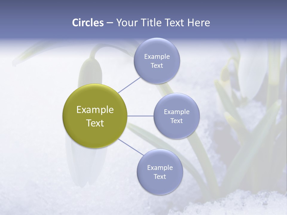 The First Snowdrops Among Thawing Snow PowerPoint Template