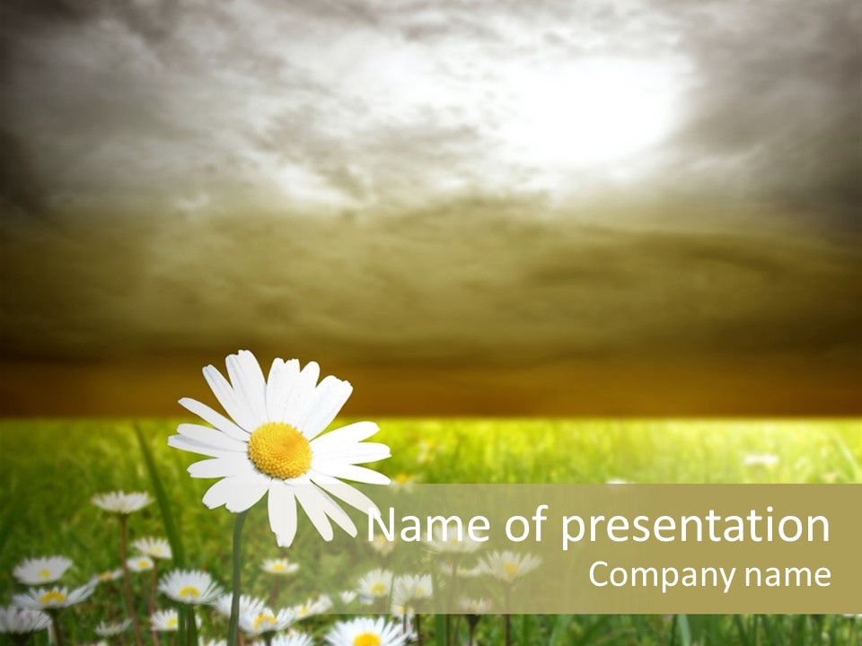 Daisies In A Grass Field At The Sunset PowerPoint Template