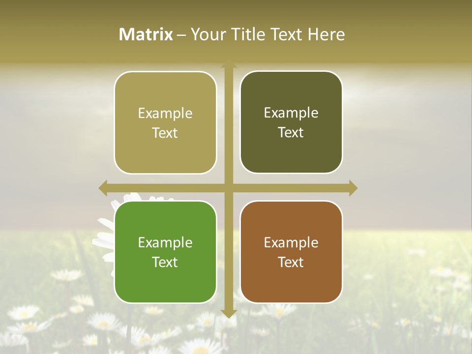 Daisies In A Grass Field At The Sunset PowerPoint Template