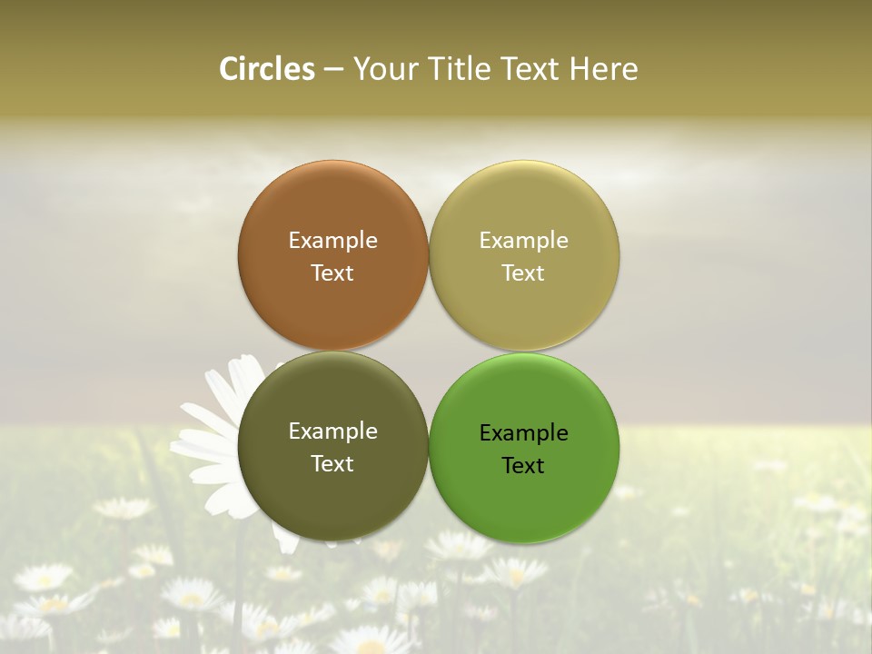 Daisies In A Grass Field At The Sunset PowerPoint Template