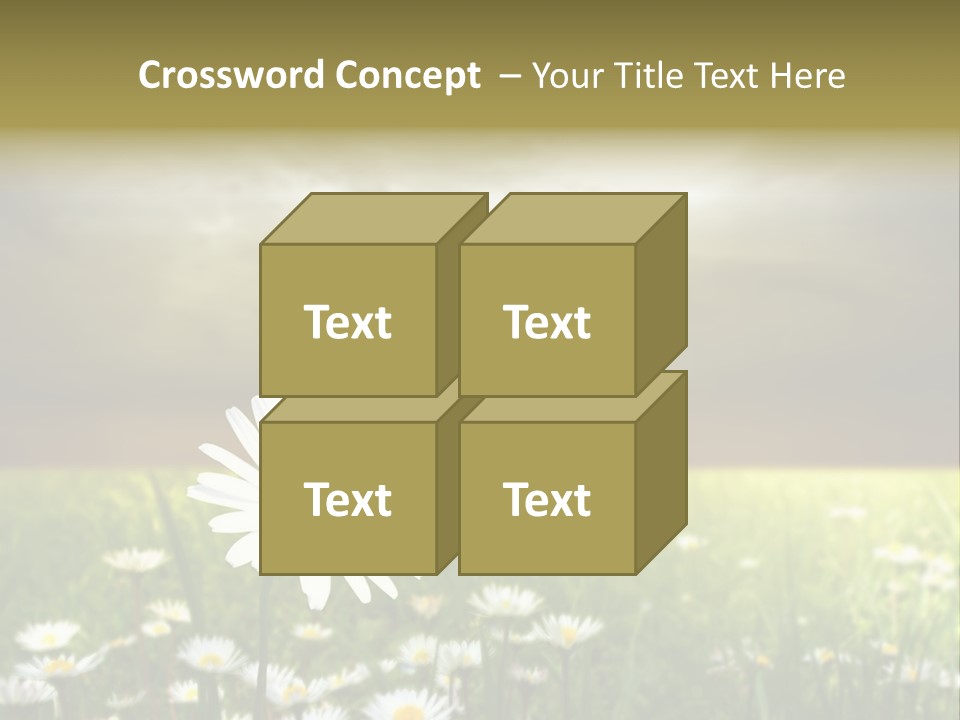 Daisies In A Grass Field At The Sunset PowerPoint Template
