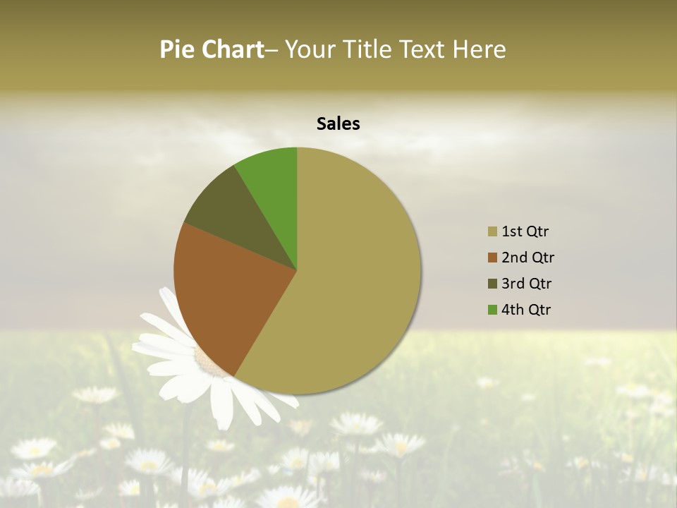 Daisies In A Grass Field At The Sunset PowerPoint Template