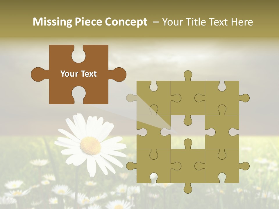 Daisies In A Grass Field At The Sunset PowerPoint Template