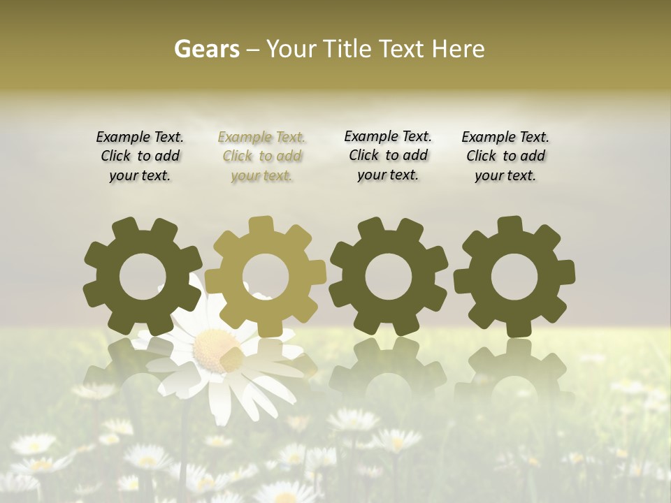 Daisies In A Grass Field At The Sunset PowerPoint Template