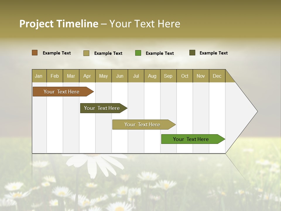 Daisies In A Grass Field At The Sunset PowerPoint Template