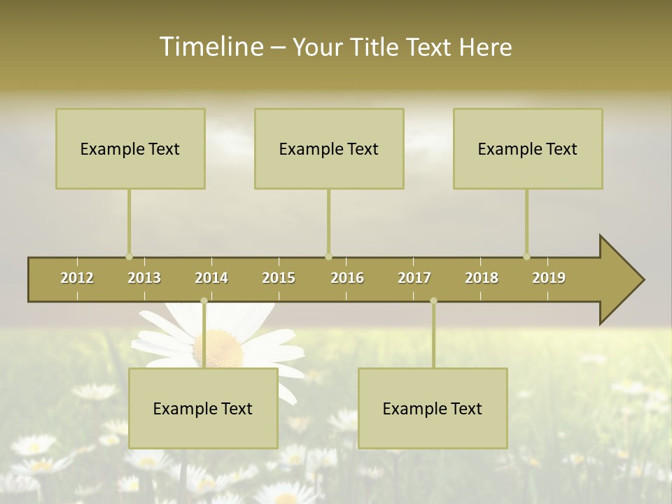 Daisies In A Grass Field At The Sunset PowerPoint Template
