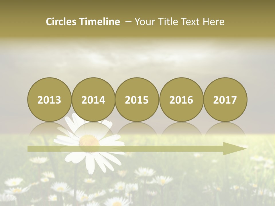 Daisies In A Grass Field At The Sunset PowerPoint Template