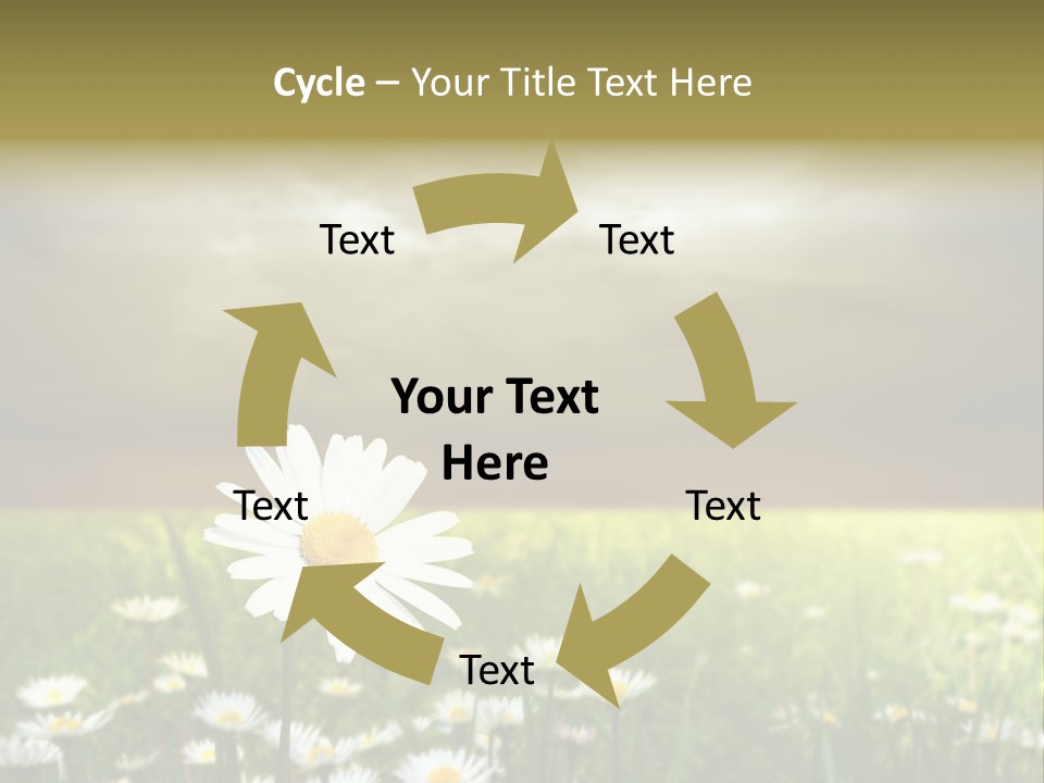 Daisies In A Grass Field At The Sunset PowerPoint Template