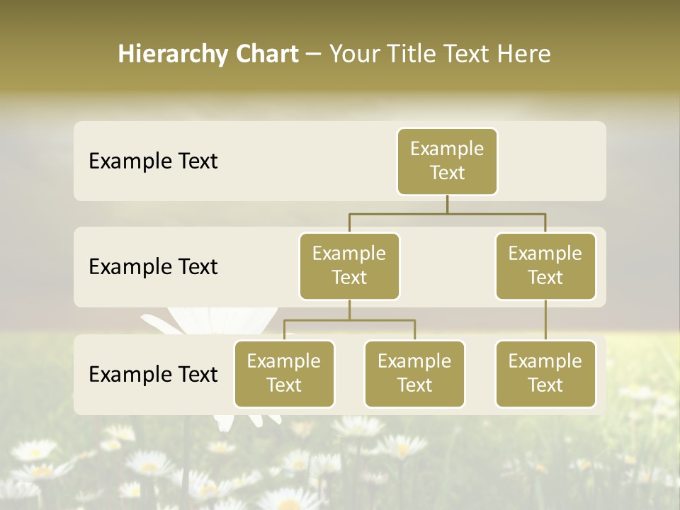 Daisies In A Grass Field At The Sunset PowerPoint Template