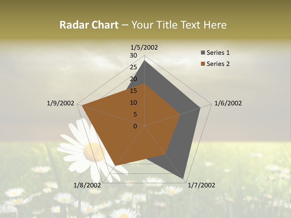 Daisies In A Grass Field At The Sunset PowerPoint Template