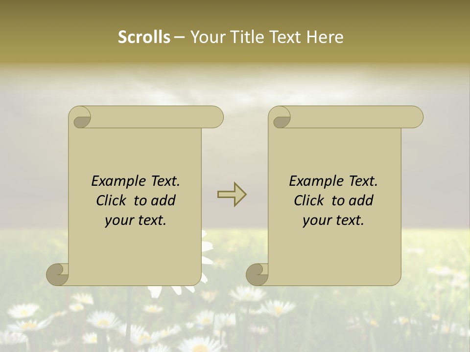 Daisies In A Grass Field At The Sunset PowerPoint Template