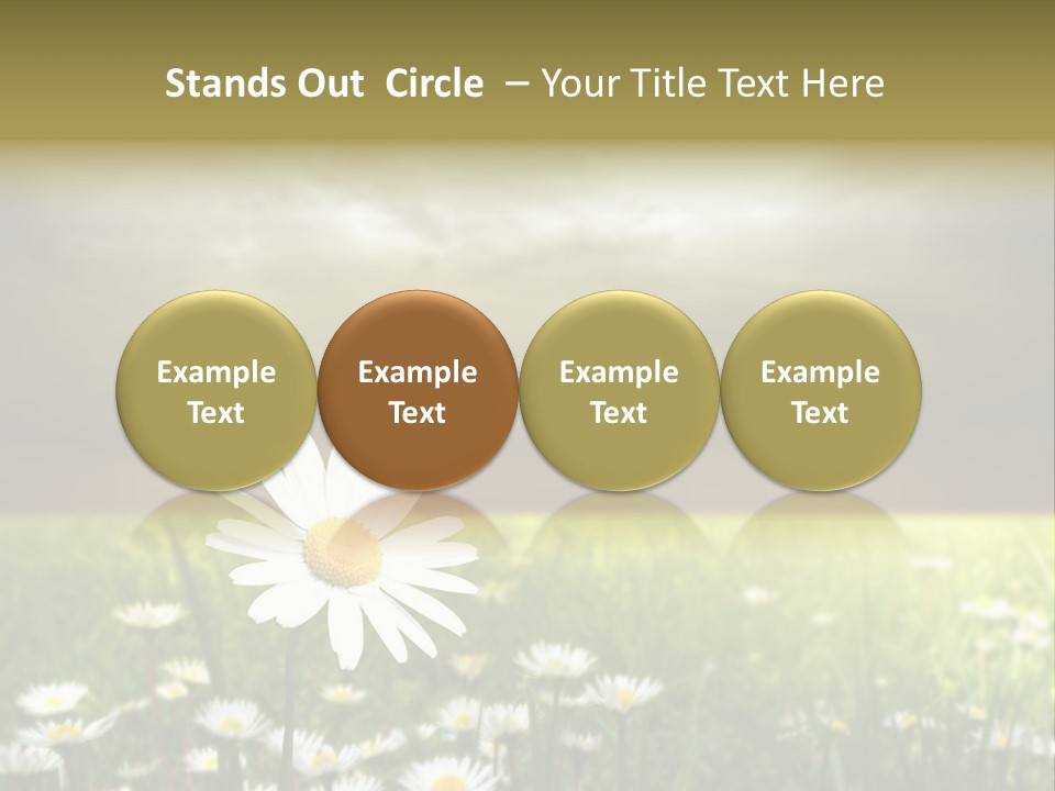 Daisies In A Grass Field At The Sunset PowerPoint Template
