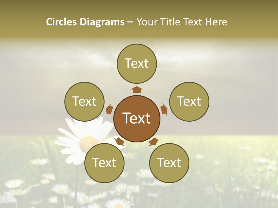 Daisies In A Grass Field At The Sunset PowerPoint Template