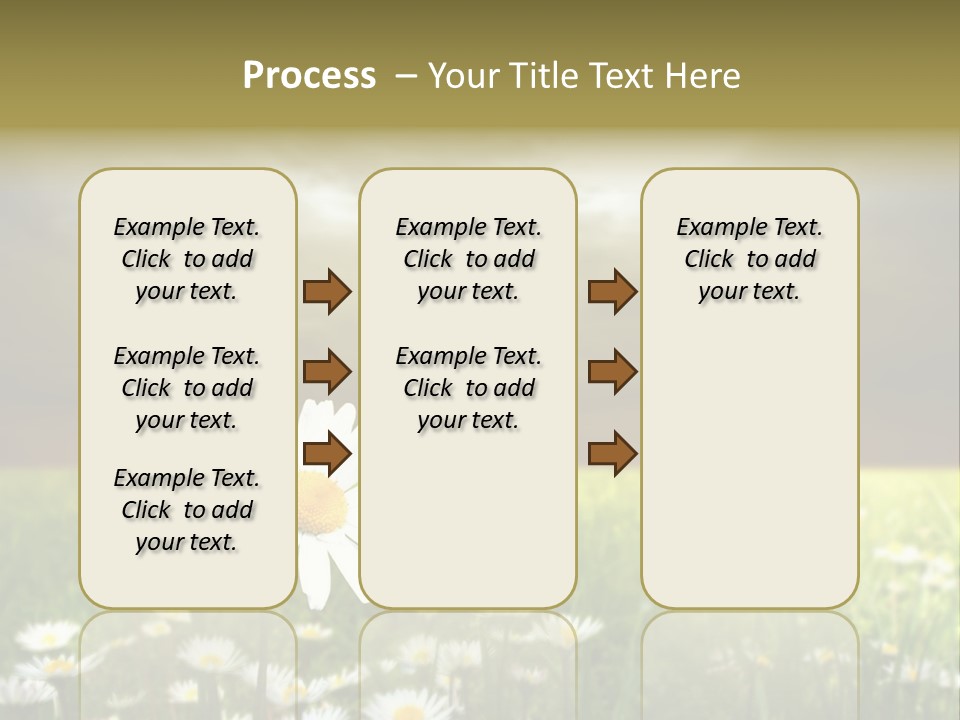 Daisies In A Grass Field At The Sunset PowerPoint Template