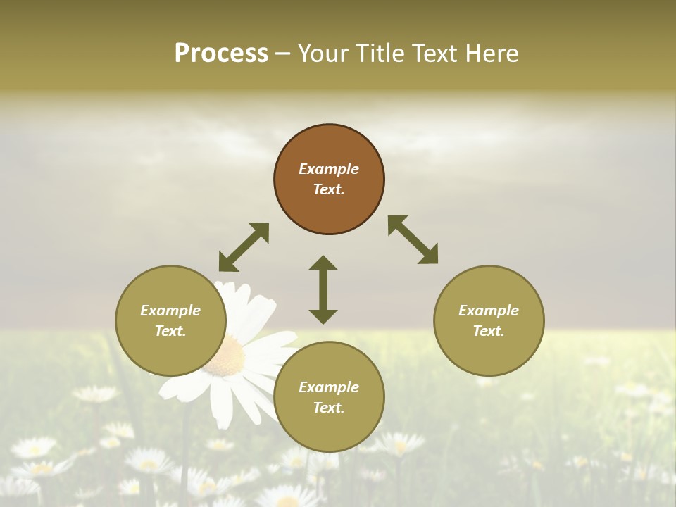 Daisies In A Grass Field At The Sunset PowerPoint Template