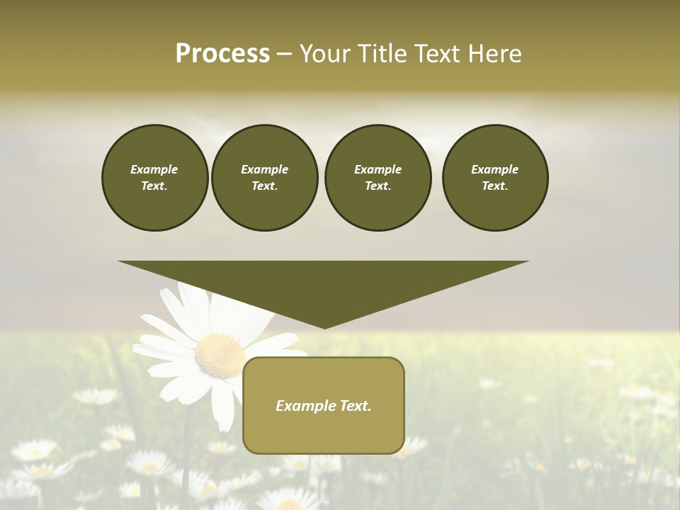Daisies In A Grass Field At The Sunset PowerPoint Template