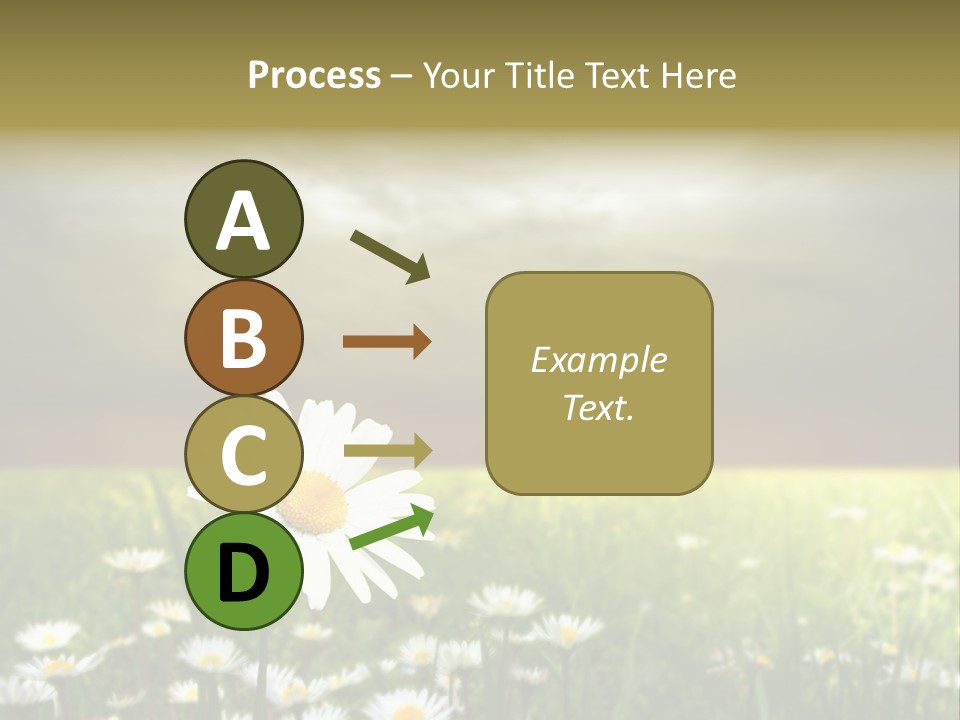 Daisies In A Grass Field At The Sunset PowerPoint Template