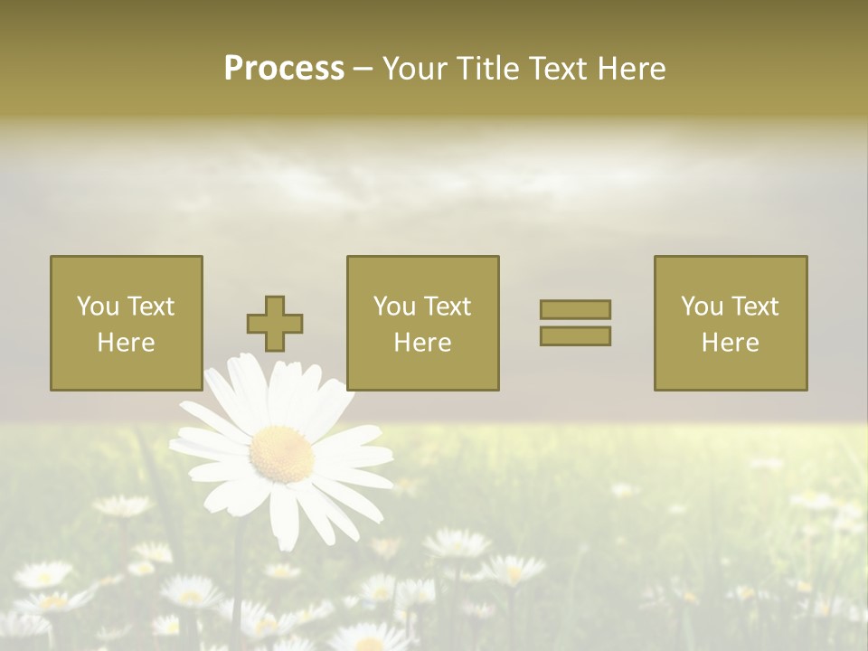 Daisies In A Grass Field At The Sunset PowerPoint Template