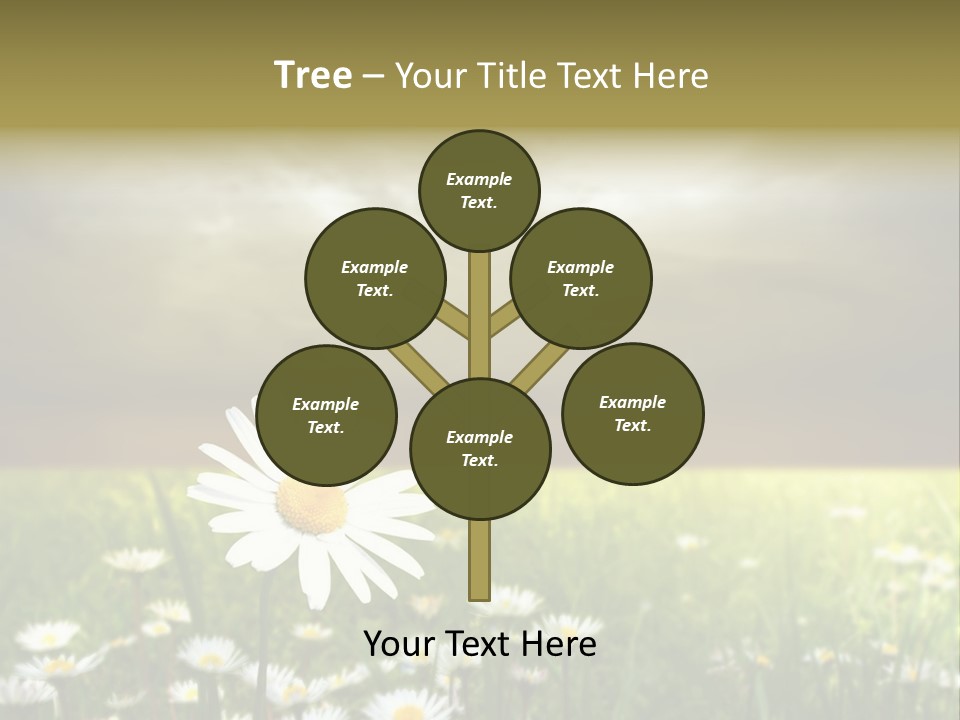 Daisies In A Grass Field At The Sunset PowerPoint Template