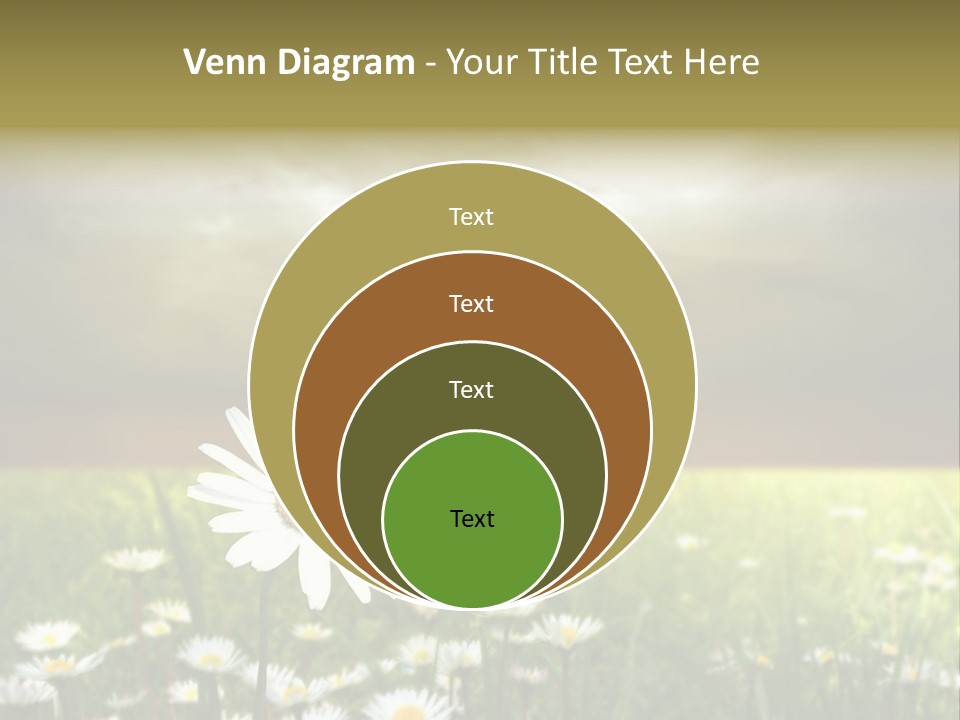 Daisies In A Grass Field At The Sunset PowerPoint Template