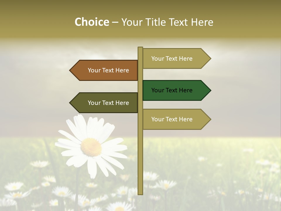 Daisies In A Grass Field At The Sunset PowerPoint Template